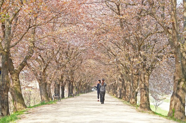 하회마을 벚꽃길(사진=김관수 기자)