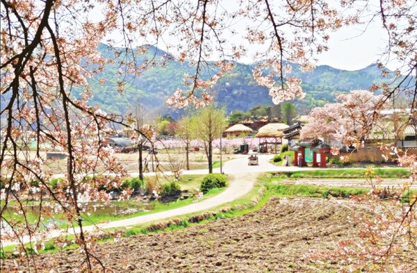 하회마을의 봄(사진=김관수 기자)