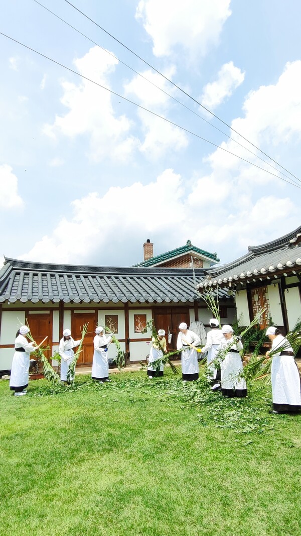 대마를 수확하고 있는 금소마을 주민들
