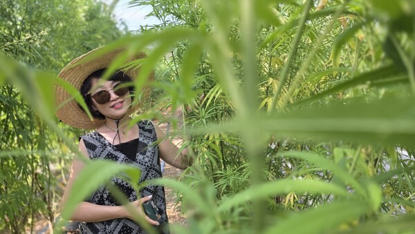 대마밭에서 즐기는 대마명상